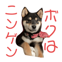 [LINEスタンプ] マロちゃびんの日常