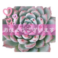 [LINEスタンプ] みんなの多肉植物lovely
