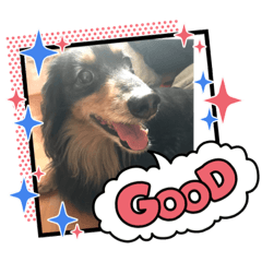 [LINEスタンプ] ぼくダックスフンドのハッピー！