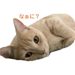 [LINEスタンプ] 栗色まろん