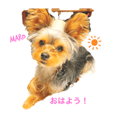 [LINEスタンプ] maroちゃんスタンプ①