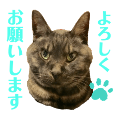 [LINEスタンプ] くろねこりょーま