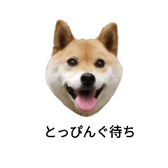 [LINEスタンプ] 柴犬ハッチ☆2