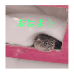 [LINEスタンプ] カメのピーちゃん