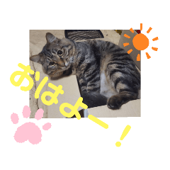 [LINEスタンプ] Cute cat nyago2