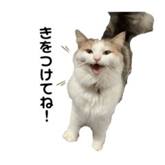 [LINEスタンプ] S..ねこ(おまけ)