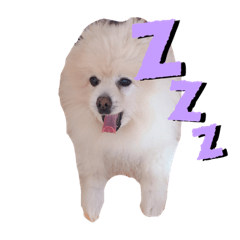 [LINEスタンプ] ポマ/ポメラニアン