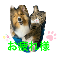 [LINEスタンプ] さんがとなめろうの便利なスタンプ
