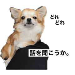 [LINEスタンプ] ロコたん♡