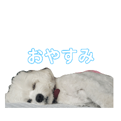 [LINEスタンプ] うちのこむたん