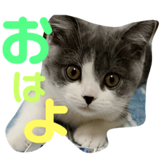 [LINEスタンプ] 愛猫おすましプリン