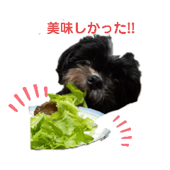[LINEスタンプ] 楓乃Pんち 4姉兄妹