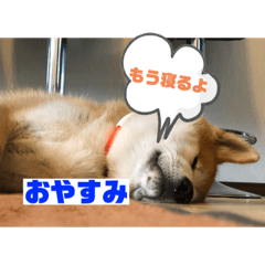 [LINEスタンプ] 秋田犬のこてつ