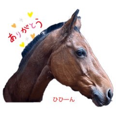 [LINEスタンプ] フランスの乗馬クラブの馬