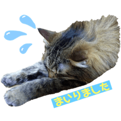 [LINEスタンプ] ねこのベリーくん
