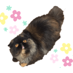 [LINEスタンプ] ペルシャのクロエちゃん★