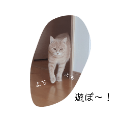[LINEスタンプ] 表現、挨拶nekomakitvオリジナルスタンプ