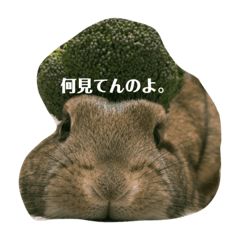 [LINEスタンプ] 気分屋うさぎのラテ様。