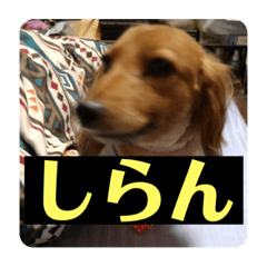 [LINEスタンプ] ダックスのチョコちゃん