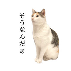 [LINEスタンプ] ミケオス♂のふーちゃん
