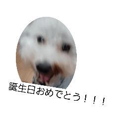 [LINEスタンプ] おめでたい日に使うスタンプの画像（メイン）