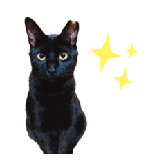 [LINEスタンプ] 黒猫のメイ