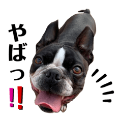 [LINEスタンプ] ボストンテリア  ピース