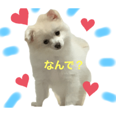 [LINEスタンプ] かなちゃんのポメチーエアのスタンプ