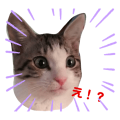 [LINEスタンプ] 猫のぐりぐら
