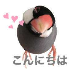 [LINEスタンプ] 文鳥スタンプ（桜文鳥）