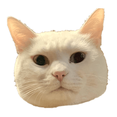 [LINEスタンプ] とある個人宅の犬と猫…