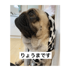 [LINEスタンプ] パグキングりょうま