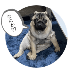 [LINEスタンプ] 愛犬第一弾