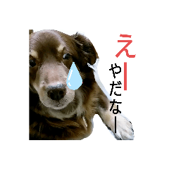 [LINEスタンプ] おコトさん