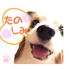 [LINEスタンプ] パピヨン犬テリーの日常②