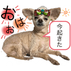 [LINEスタンプ] イッヌ君の日常