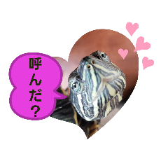 [LINEスタンプ] ミドリガメのきっちゃん  パート5