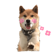 [LINEスタンプ] 柴犬リュウちゃん増量