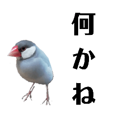 [LINEスタンプ] シルバー 白 文鳥 無双 スタンプ