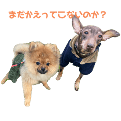 [LINEスタンプ] 愛犬シンバ＆りゅう