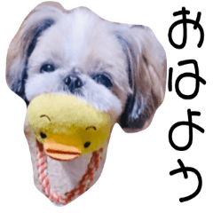 [LINEスタンプ] シーズー犬ぴゅりちゃん