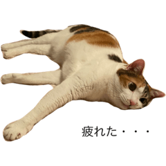 [LINEスタンプ] 三毛猫チャック