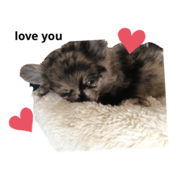 [LINEスタンプ] かなちゃんのポメチーゼロくん