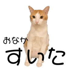 [LINEスタンプ] 犬と猫 シンプル