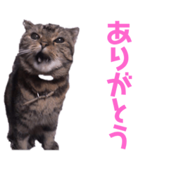 [LINEスタンプ] しっぽなスタンプ