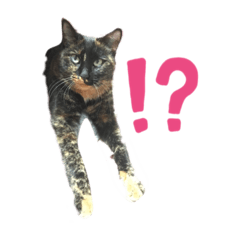 [LINEスタンプ] サリースタンプ。