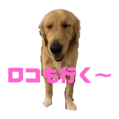 [LINEスタンプ] ゴールデンレトリバーロコ2