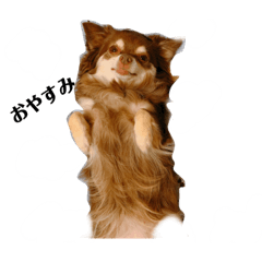 [LINEスタンプ] 可愛い毎日使える犬