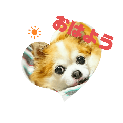 [LINEスタンプ] チワワのchapi _part1