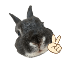 [LINEスタンプ] ウサギの小次郎くん